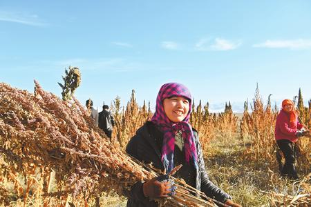 藜麥香飄新家園——天?？h易地扶貧搬遷工作掠影