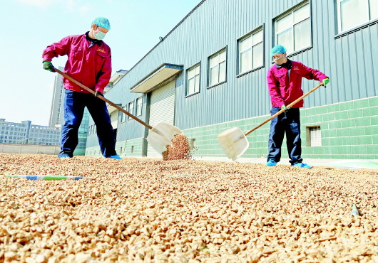 定西隴西縣：開足馬力復工復產全力保障藥品供給