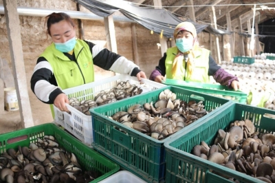 防疫不松勁 農時不耽擱——蘭州市各區(qū)縣有序開展春耕備耕保豐收