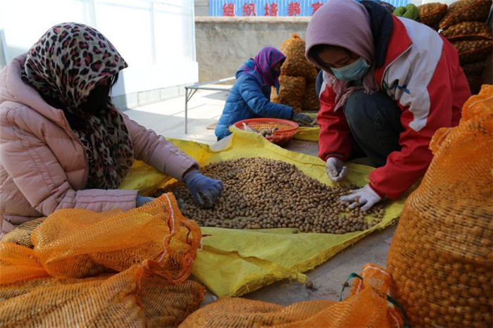 了不起！甘肅定西馬鈴薯良種出口7個(gè)國(guó)家