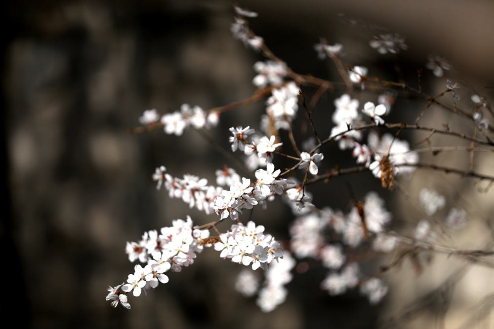 海報(bào)|花開隴原，甘肅這些景區(qū)正在復(fù)蘇！