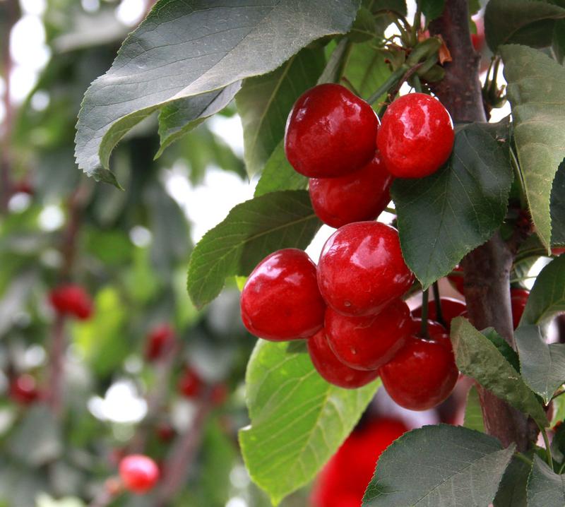 趕緊約起來(lái)！民勤紅旗谷櫻桃采摘園開(kāi)園啦！