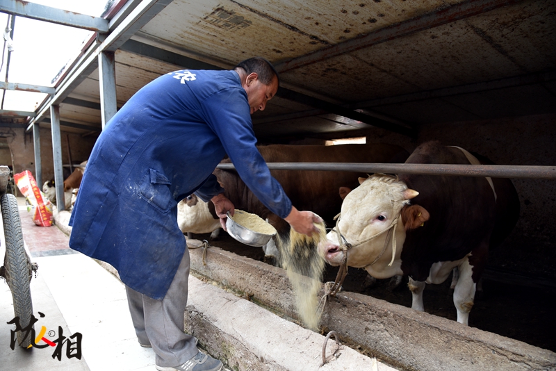 【隴人相】脫貧路上的實干家——“?！比笋R占清