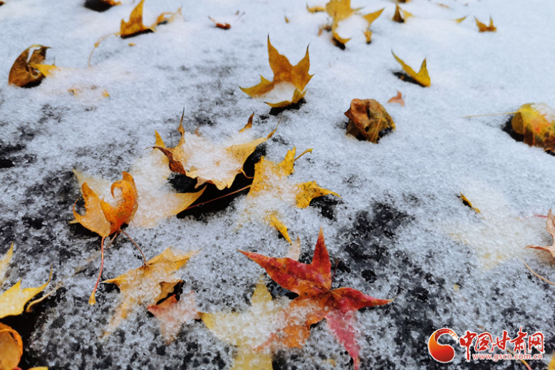 甘肅靜寧迎來今秋首場雨夾雪 雪映紅葉愈妖嬈