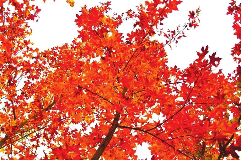 出彩啦！蘭州高校秋景驚艷來(lái)襲，快到秋日調(diào)色盤里pick你的母校