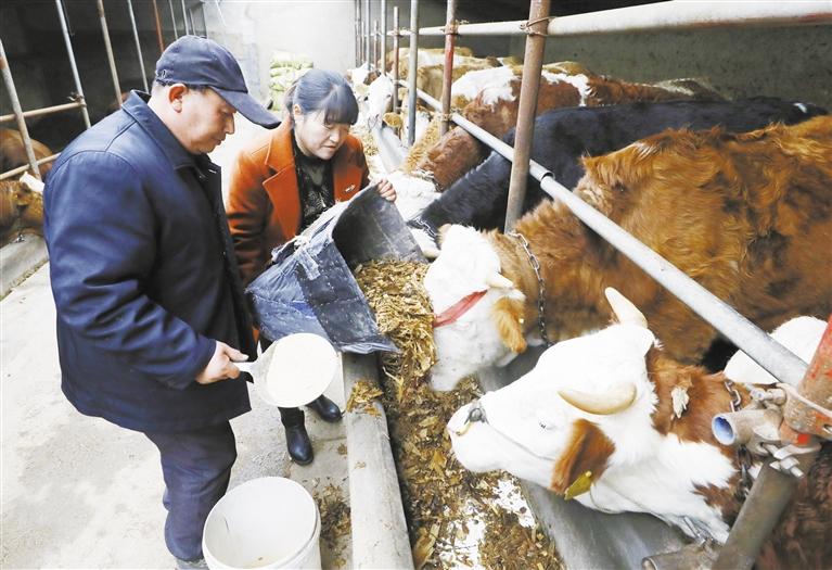 我和我的家鄉(xiāng)丨定西臨洮縣黨家墩村：“?！碑a(chǎn)業(yè)帶來“?！比兆?>
        </a><em>我和我的家鄉(xiāng)丨定西臨洮縣黨家墩村：“?！碑a(chǎn)業(yè)帶來“牛”日子</em></li>
    <li><a  target=