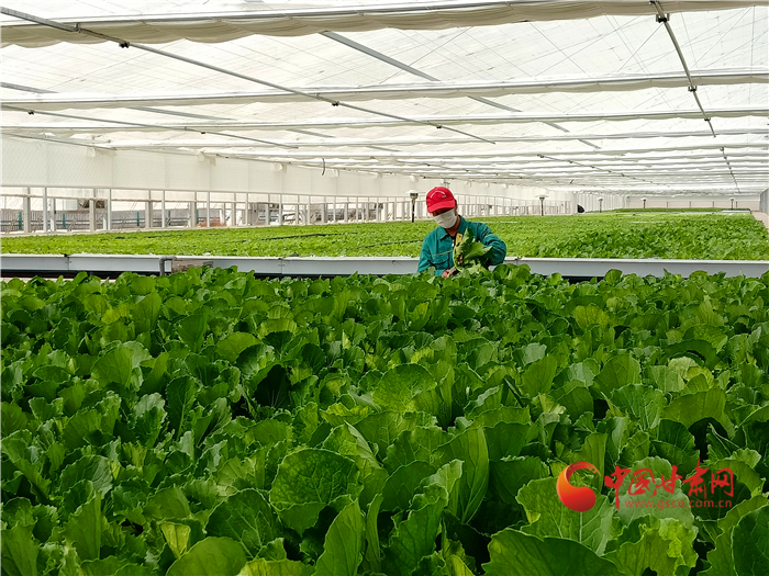 【中國的脫貧智慧】蘭州新區(qū)現(xiàn)代農業(yè)助力高質量脫貧奔小康