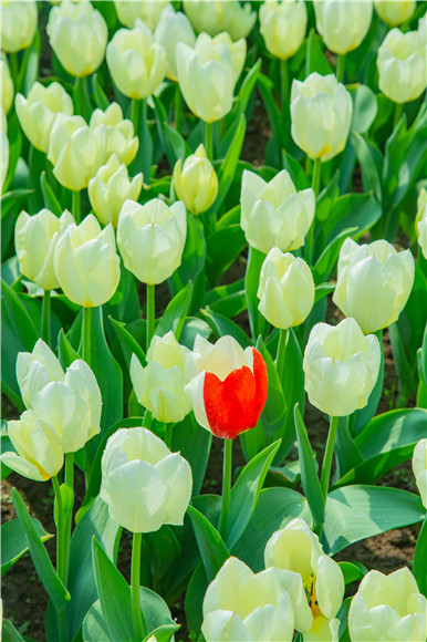 花叢中，別具一格。羅云希 攝