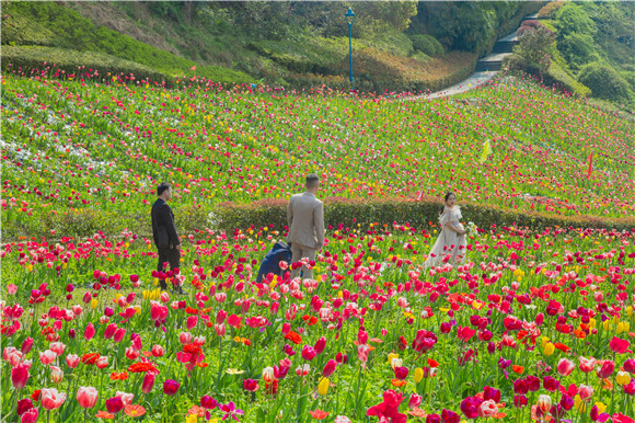 花海間，拍上一組美美的婚紗照。羅云希 攝