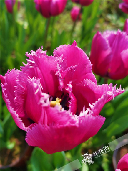 特色郁金香品種，花邊呈鋸齒狀。華龍網(wǎng)—新重慶客戶端記者 舒婷 攝