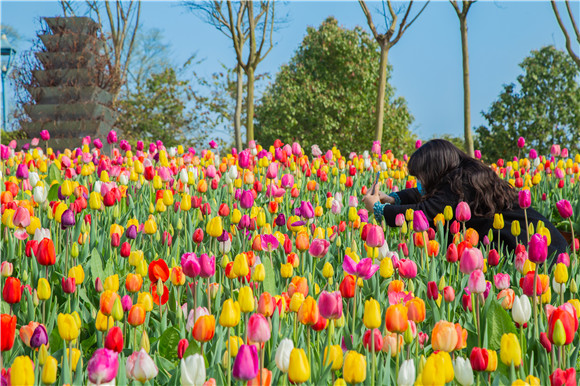 五顏六色郁金香花海。羅云希 攝