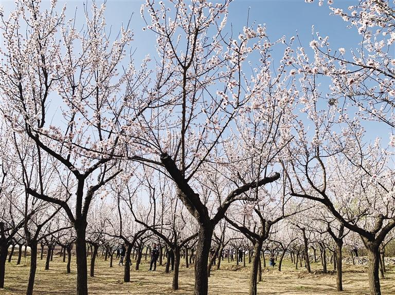 唐汪川的杏花開了！周邊游再添好去處