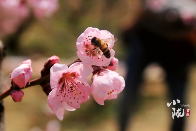 【小隴畫報(bào)·113期】最美人間四月天，灼灼桃花映秦安