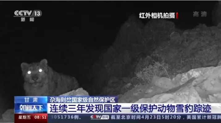 “大貓”出沒！甘肅尕海則岔保護(hù)區(qū)連續(xù)三年發(fā)現(xiàn)雪豹蹤跡