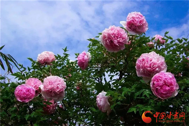 【五一游甘肅】暢游“臨洮縣紫斑牡丹文化旅游節(jié)”，這份攻略請收下！