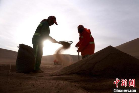 圖為“駱駝保姆”用土方法清理駝糞?！垥粤?攝