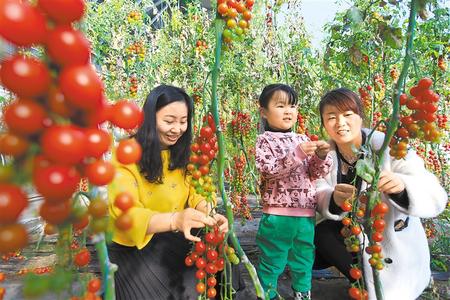 酒泉市肅州區(qū)東洞戈壁產(chǎn)業(yè)園里的圣女果、人參果陸續(xù)成熟上市