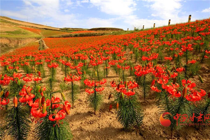 蘭州市有序投放冬春儲(chǔ)備蔬菜3000噸