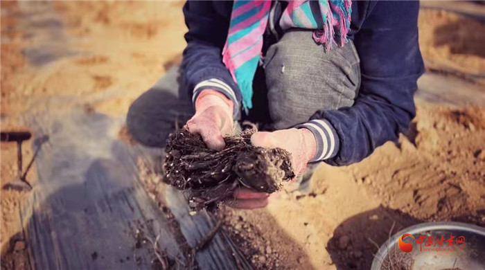 【隴拍客】好消息！榆中縣馬坡鄉(xiāng)在高海拔的馬銜山山麓種植1500畝當(dāng)歸