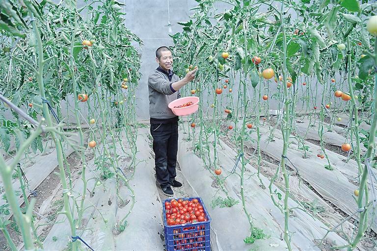 臨夏縣尹集、刁祁鎮(zhèn)易地扶貧搬遷后續(xù)產(chǎn)業(yè)園有日光溫室534座