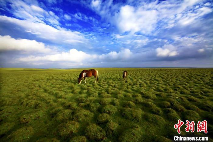 圖為甘肅甘南藏族自治州草原風(fēng)光。(資料圖) 艾慶龍 　攝