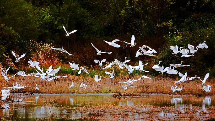 白鷺翩躚舞初冬。吳康軍攝
