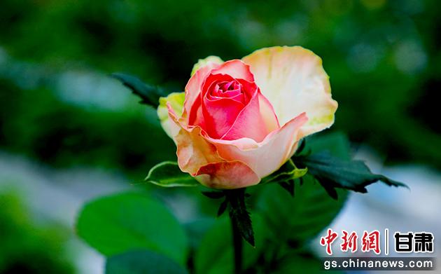 圖為在智慧溫室里盛開的玫瑰。馬玉林 攝