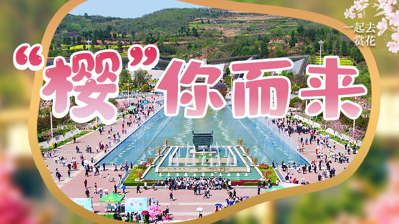 海報|春色爛漫，一組海報“云賞”櫻花盛開