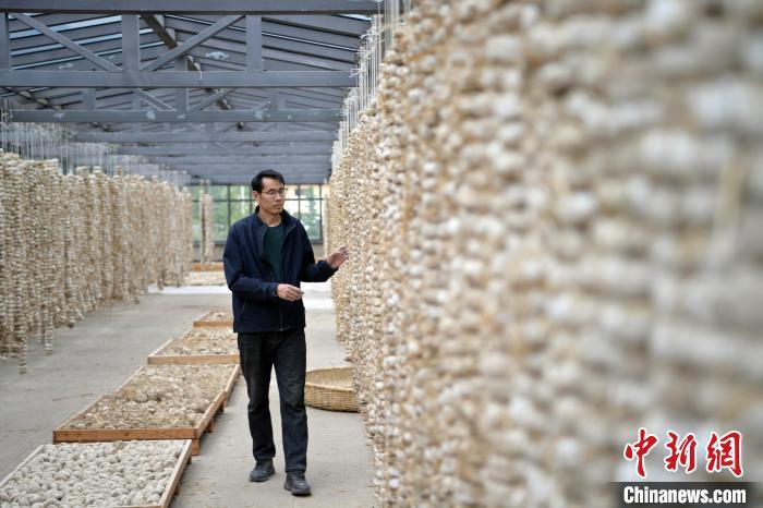 圖為5月10日，工作人員檢查晾曬的曲胚。九美旦增　攝