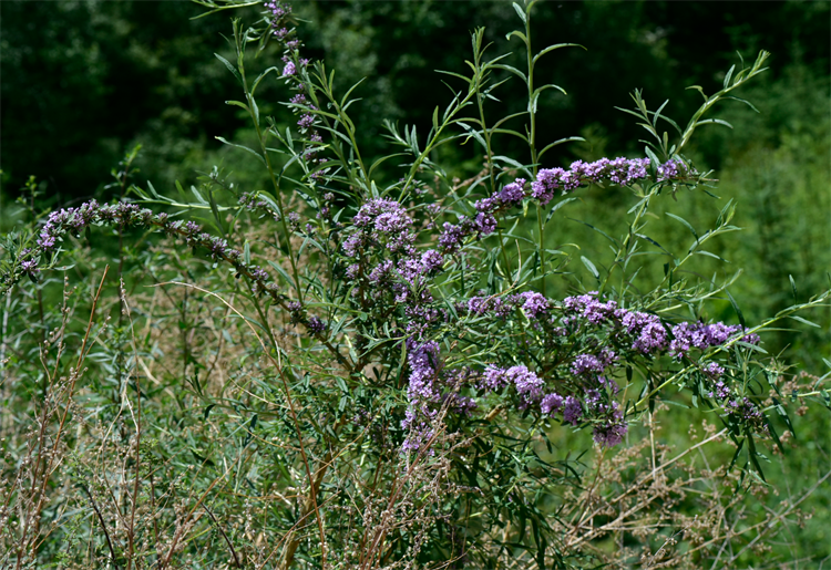 1722582527722961.png 29-2.png