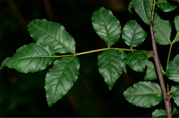 1730189428546688.png 20-2.png