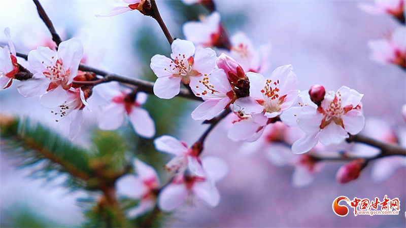 崇信春景：一城雙桃韻，滿目盡春情