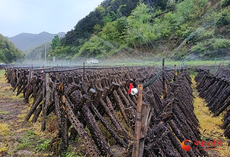 成縣：林下“黑金”鋪富路